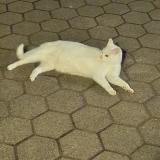 Foto de gato encontrado en Wittingen