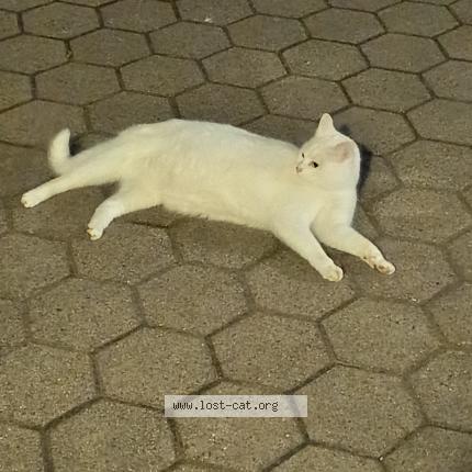 Foto 1/1 Gato encontrado Encontrado en Wittingen