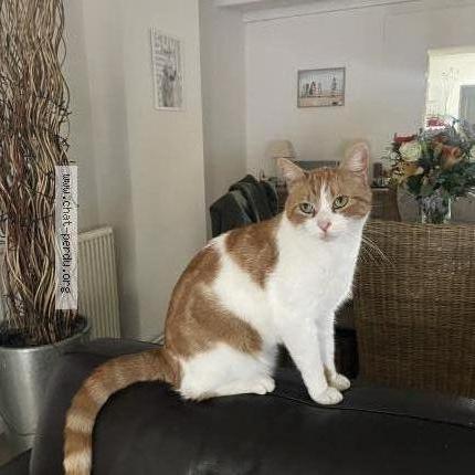 Foto 1/1 Marius Chat perdido en Givenchy en gohelle