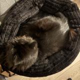 Foto del gato perdido en Vieille Toulouse