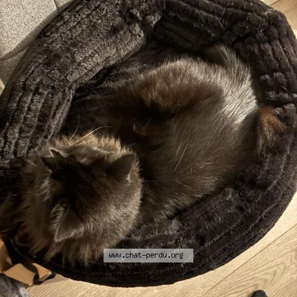 Foto 1/1 Blackie Chat perdido en Vieille toulouse