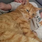 Foto del gato perdido en Cuzieu