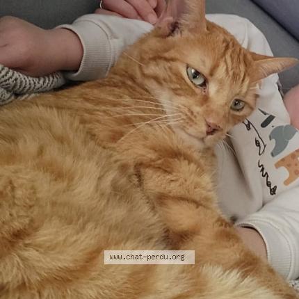 Foto 1/1 Simba Chat perdido en Cuzieu