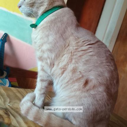 Foto 1/1 Caf&eacute; con leche Chat perdido en Quilmes