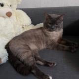 Foto de gato encontrado en Waremme