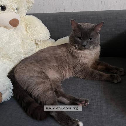 Foto 1/1 Gato encontrado Encontrado en Waremme