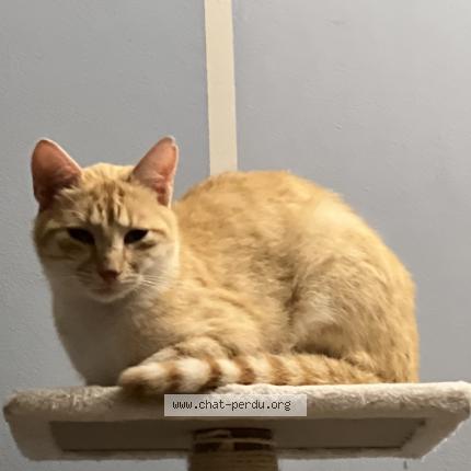 Foto 1/1 Caramel Chat perdido en Maurepas