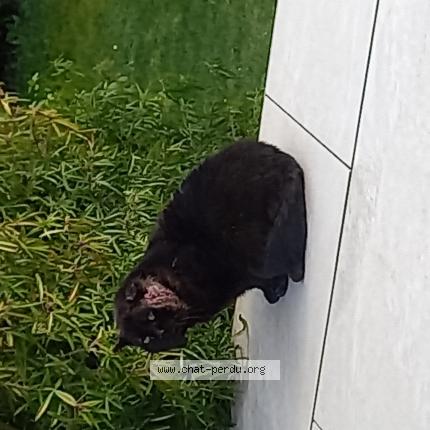 Foto 1/1 Gato encontrado Encontrado en St julien