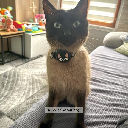 Foto 1/1 Milo Chat perdido en Argenteuil