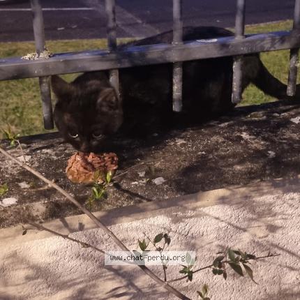 Foto 1/1 Gato encontrado Encontrado en Orleans