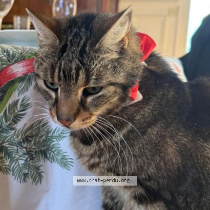 Foto 1/1 &Eacute;mile Chat perdido en Epone