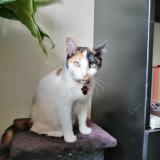 Foto del gato perdido en Buenos Aires