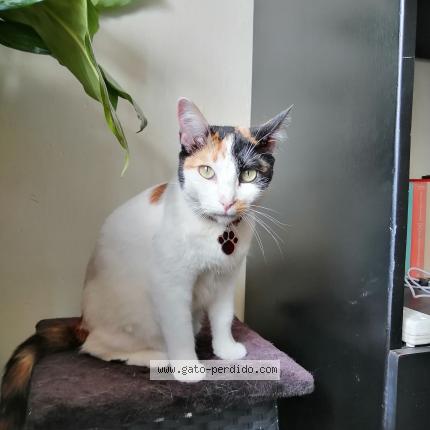 Foto 1/1 Sarahi Chat perdido en Buenos aires