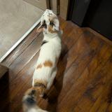 Foto de gato encontrado en Paris