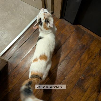 Foto 1/1 Gato encontrado Encontrado en Paris