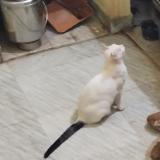 Foto del gato perdido en Chennai