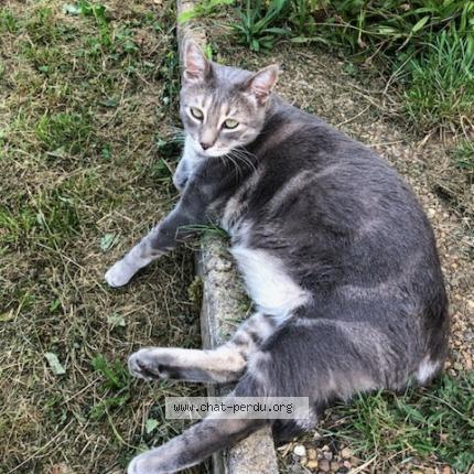 Foto 1/1 Saphir Chat perdido en Serre les sapins