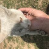 Foto de gato encontrado en Islamabad