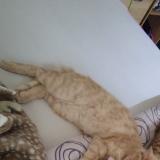 Foto del gato perdido en Devesset