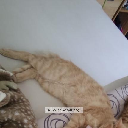 Foto 1/1 Univers Chat perdido en Devesset