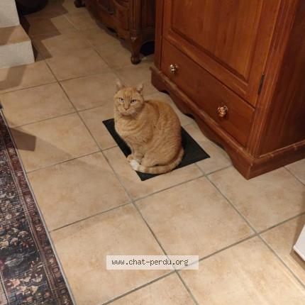 Foto 1/1 Stache Chat perdido en Dijon