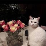 Foto del gato perdido en Sourzac