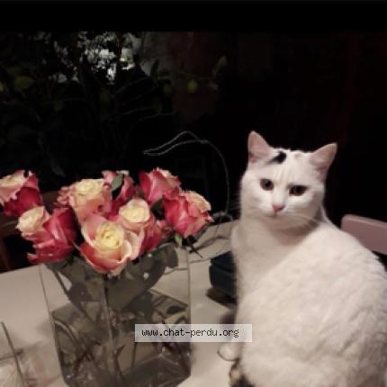 Foto 1/1 Lucette Chat perdido en Sourzac