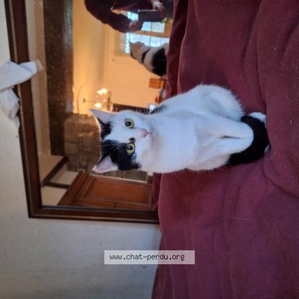 Foto 1/1 Poupette Chat perdido en Fouesnant