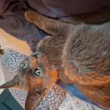 Foto del gato perdido en Asnieres