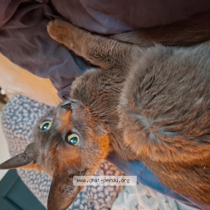 Foto 1/1 Nuage Chat perdido en Asnieres