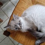 Foto del gato perdido en La Chapelle St Sauveur