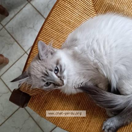 Foto 1/1 Stickels Chat perdido en La chapelle st sauveur