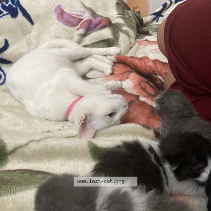 Foto 1/1 Molly Chat perdido en San antonio