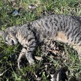 Foto de gato encontrado en Saint Julien En Genevois