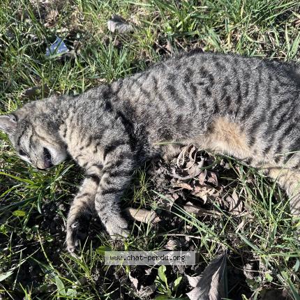 Foto 1/1 Gato encontrado Encontrado en Saint julien en genevois