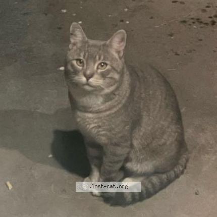 Foto 1/1 Gato encontrado Encontrado en Phoenix