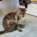 Foto de un gato reunido en Singapore