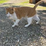 Foto del gato perdido en Montbazens