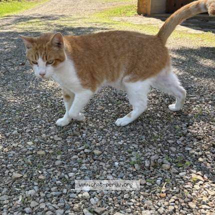 Foto 1/1 Moun Chat perdido en Montbazens