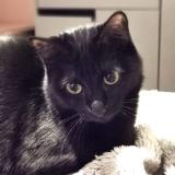 Foto del gato perdido en Vertou