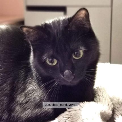 Foto 1/1 Maya Chat perdido en Vertou