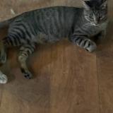 Foto del gato perdido en Basauri