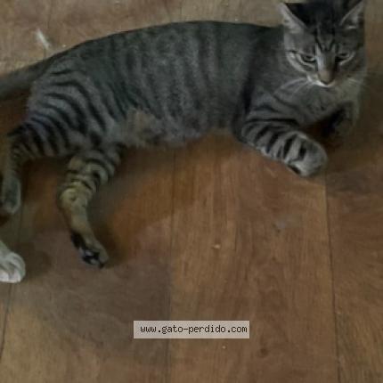 Foto 1/1 pitxin-ator Chat perdido en Basauri