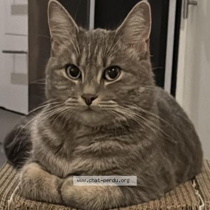 Foto 1/1 Mimi Chat perdido en Uccle