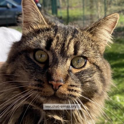 Foto 1/4 Gato encontrado Encontrado en Aubergenville