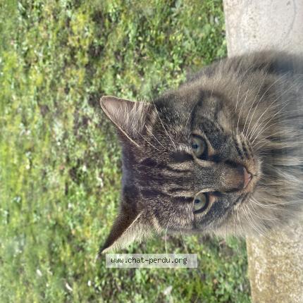 Foto 4/4 Gato encontrado Encontrado en Aubergenville