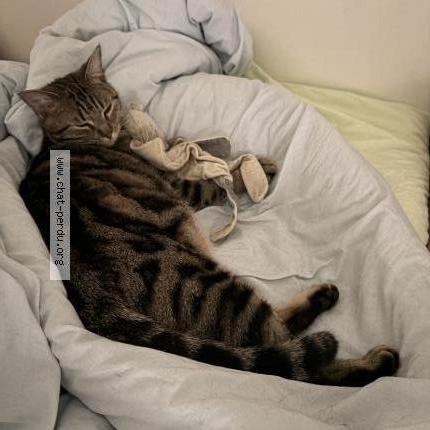 Foto 1/2 Johnny-choukry Chat perdido en Lectoure