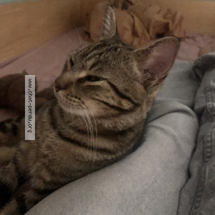 Foto 2/2 Johnny-choukry Chat perdido en Lectoure