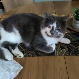 Foto del gato perdido en Athis De L Orne