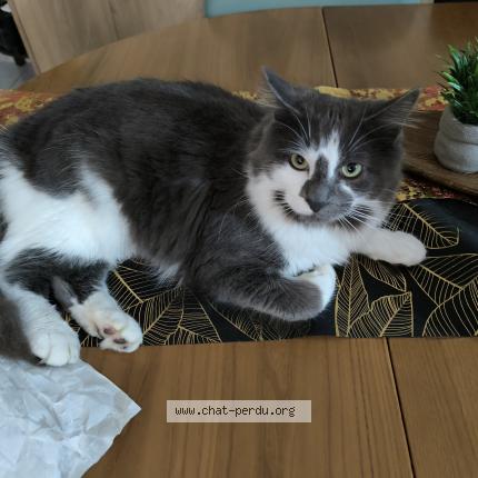 Foto 1/1 Aston Chat perdido en Athis de l orne